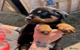 Rottweiler dogs for sale: beautiful pedigree rottweilers  - Image 15