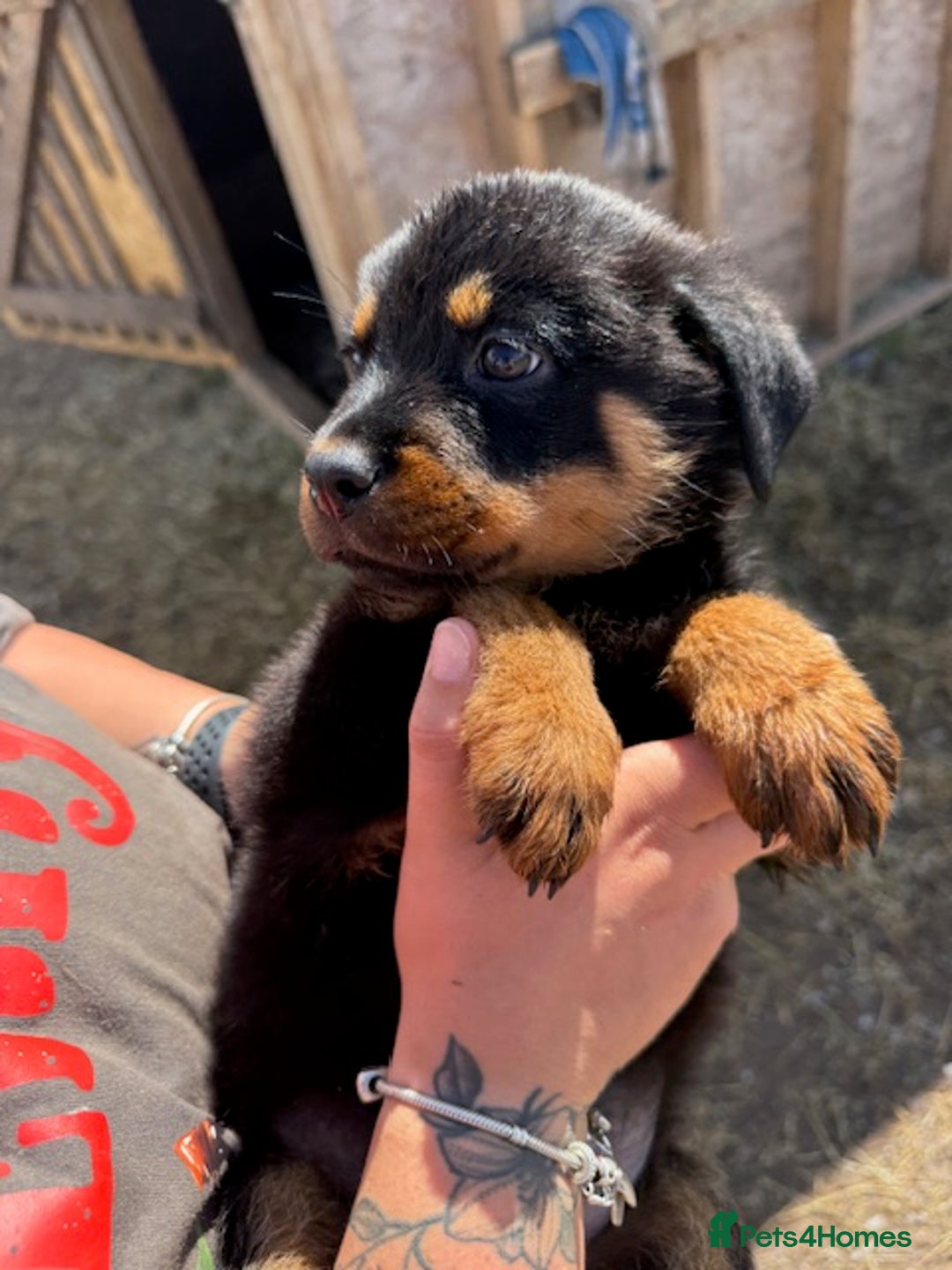 Rottweiler dogs for sale: beautiful pedigree rottweilers  - Image 15