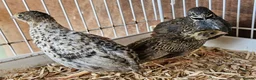 Quail poultry for sale: Chinese Painted Button Quail Groups  - Advert 9