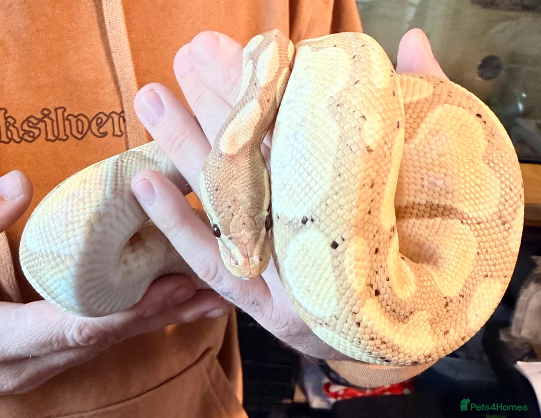 Python Snake reptiles for sale: Ball pythons  - Advert 2