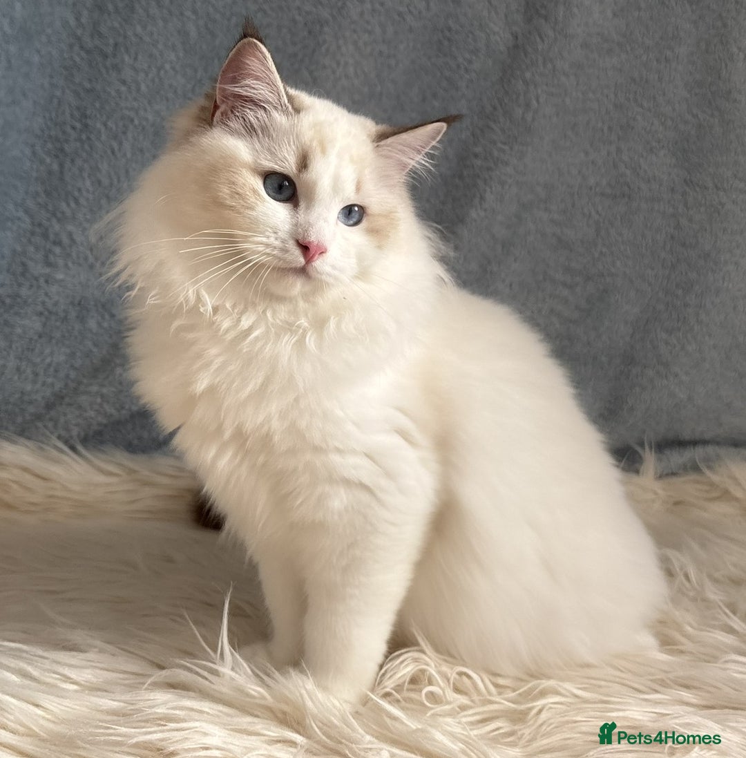 Ragdoll cats for sale: Playful Pedigree Ragdoll Kittens Available - Advert 20