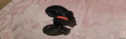Miniature Poodle dogs for sale: Miniature Poodle Puppies - Advert 10