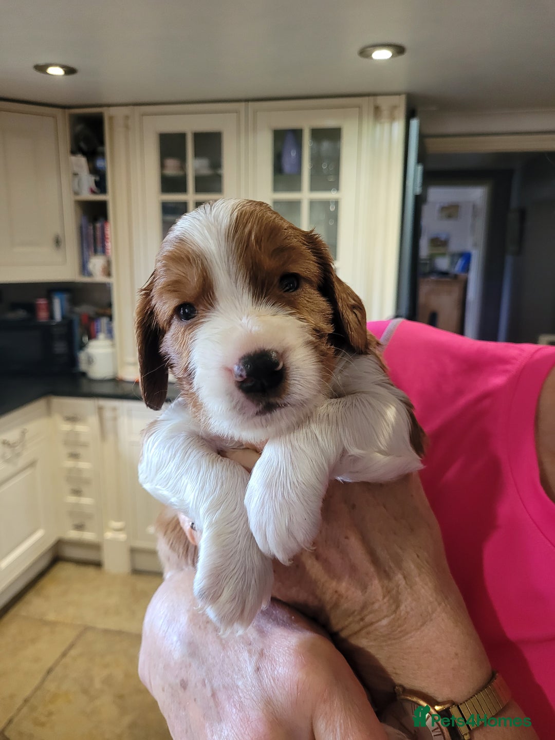 Welsh Springer Spaniel dogs for sale: Welsh Springer Spaniels - Image 4