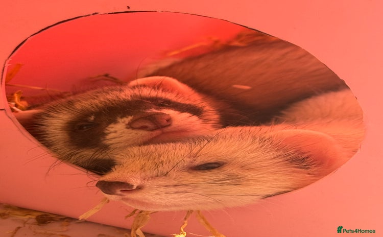 Ferret rodents - Advert 3