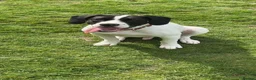 Mixed Breed dogs for adoption: Springer Spaniel X American Bulldog  - Advert 2