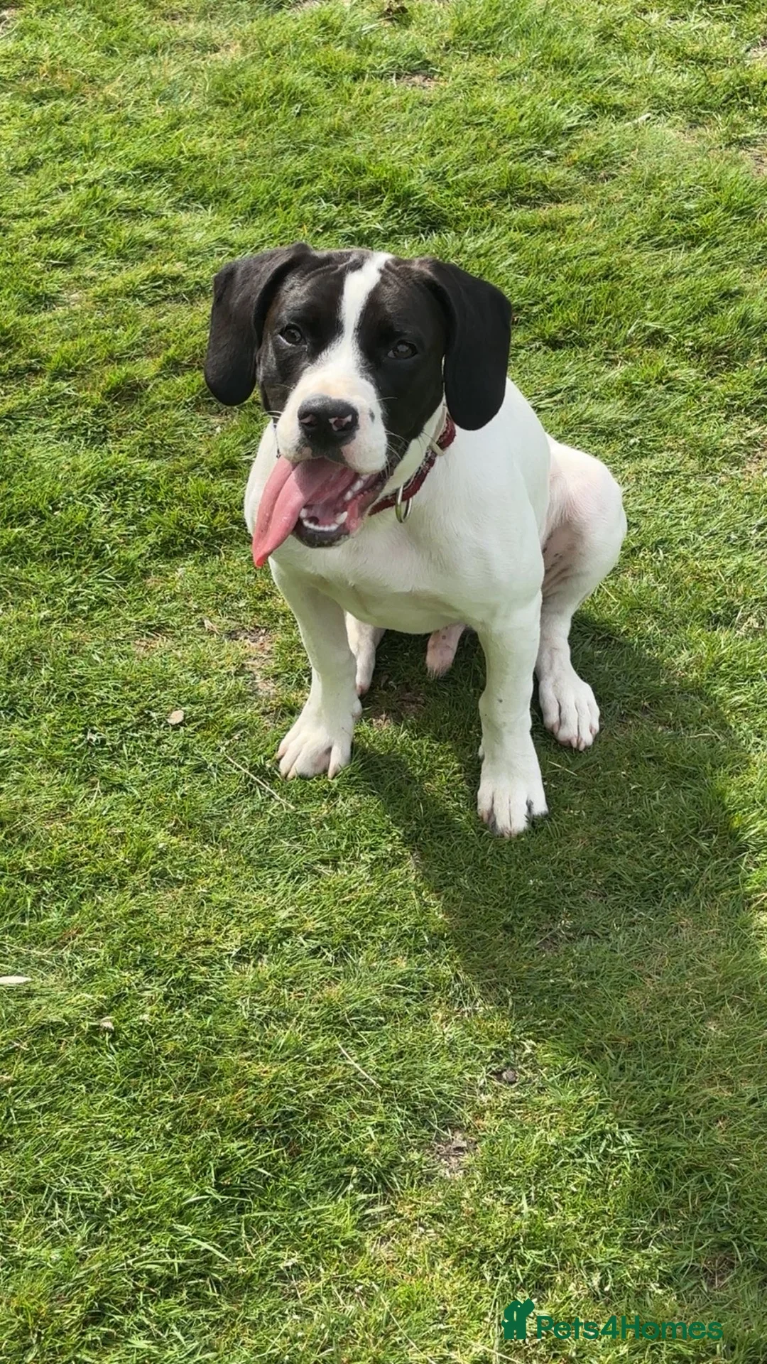 Mixed Breed dogs for adoption: Springer Spaniel X American Bulldog  - Advert 2