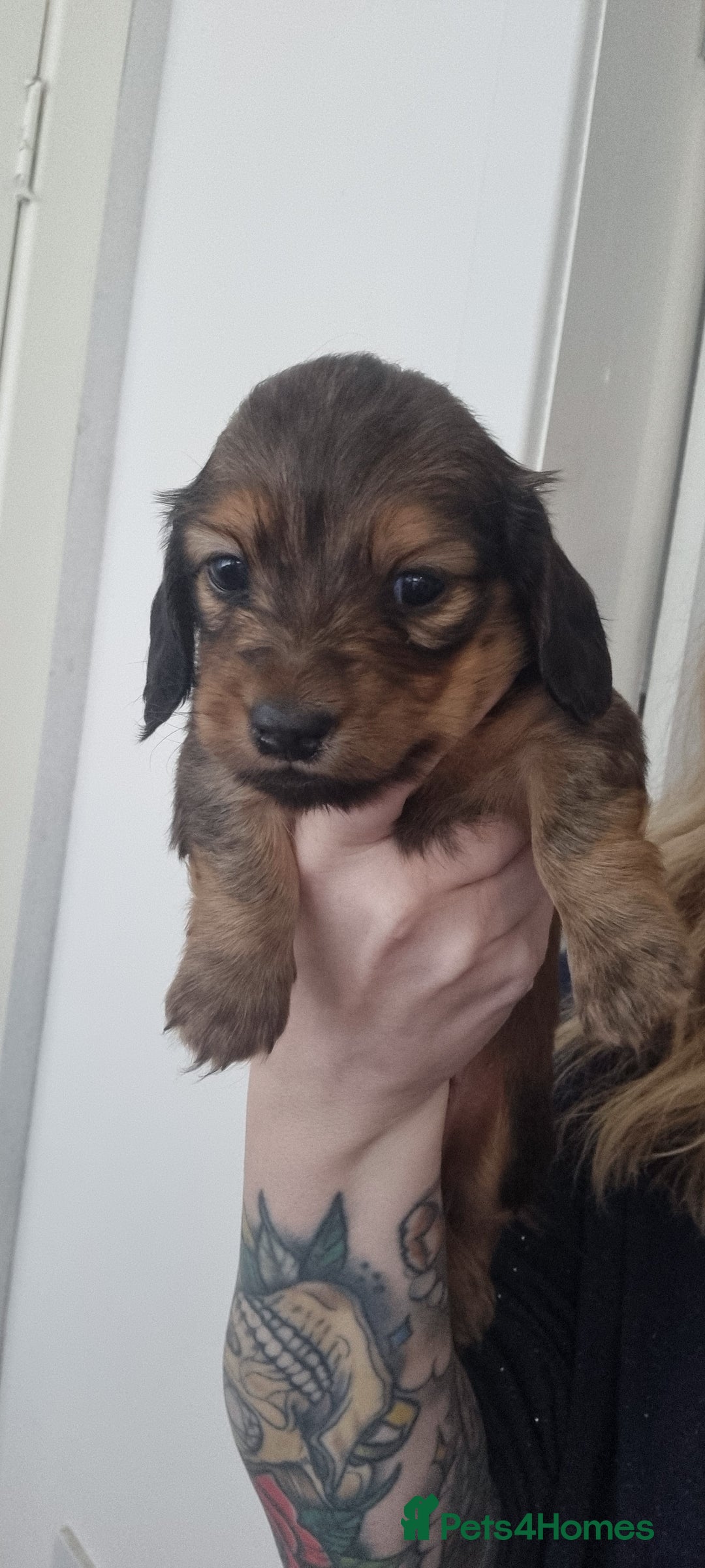 Miniature Dachshund dogs for stud: ee Cream Longhaired Miniature Dachshund for Stud in Helensburgh - Advert 12