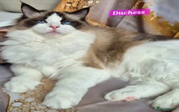 Ragdoll cats for sale: Exceptional bloodlines Ragdolls 💞💞 - Image 14