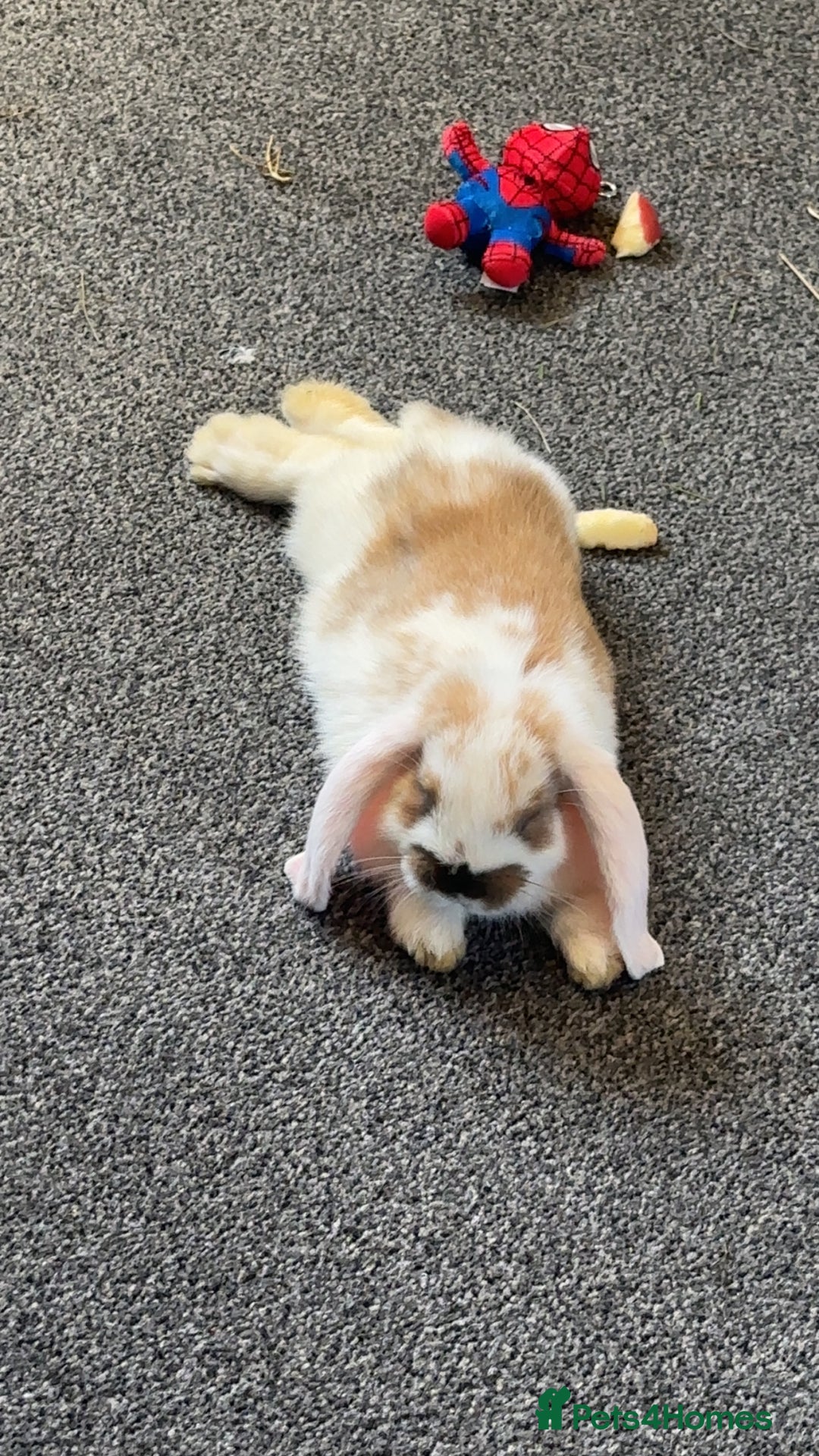 French Lop rabbits for sale: 2 boy French lop rabbits  - Image 2