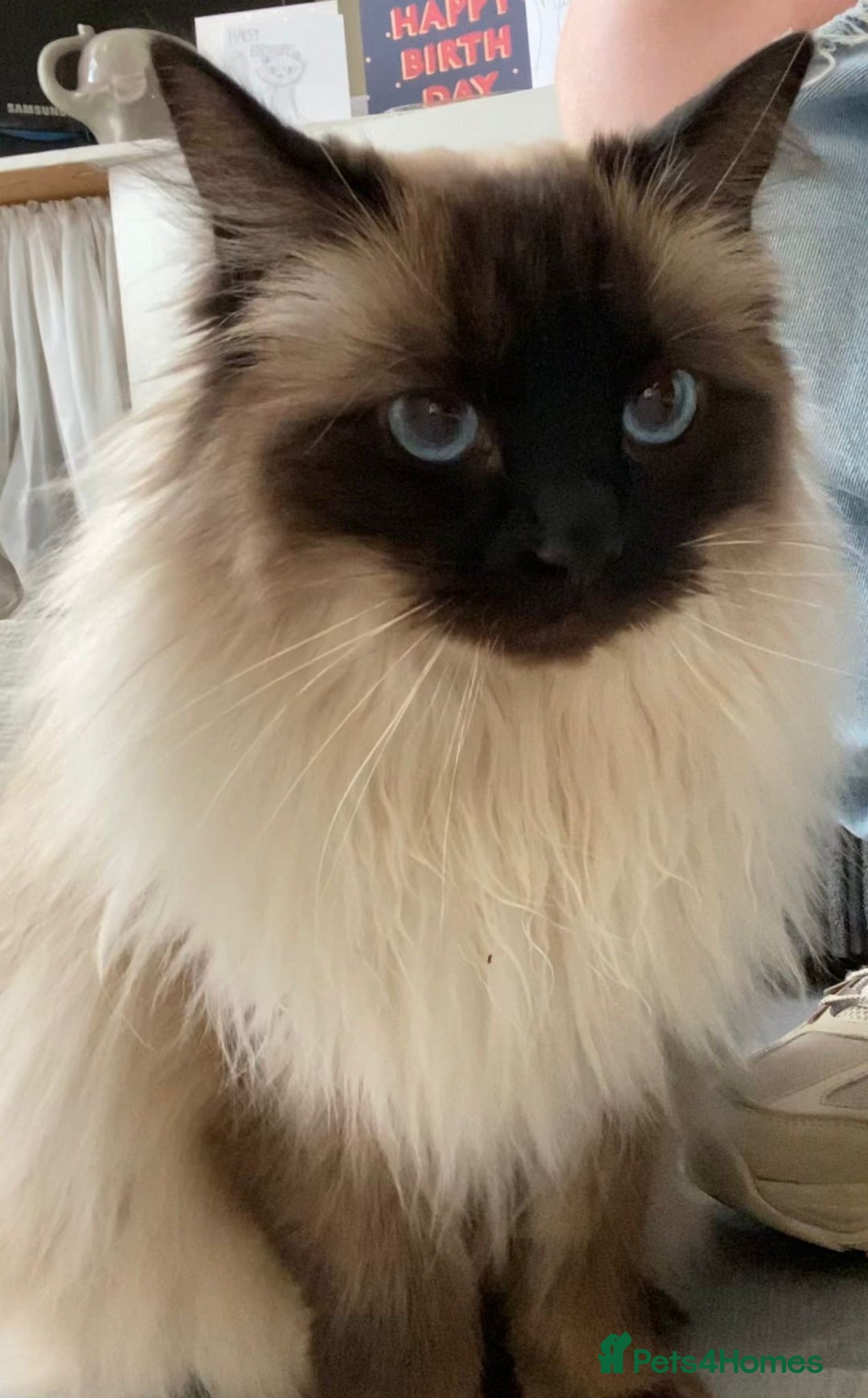 Ragdoll cats for sale: Ragdoll Cat for Rehoming – Lady (6 years old) - Advert 6
