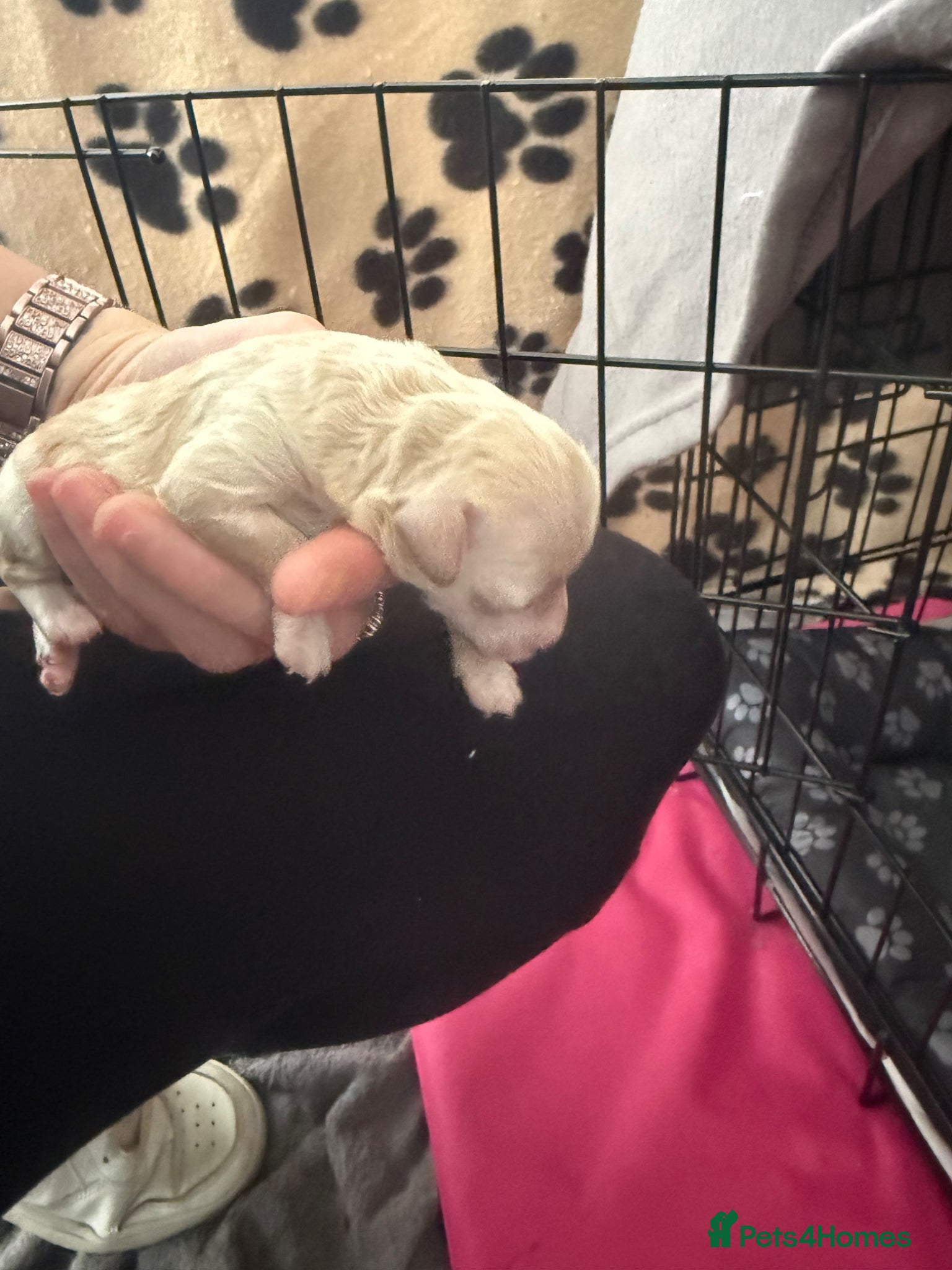 Poochon dogs for sale: Beautiful F2 Poochon puppies  - Advert 13