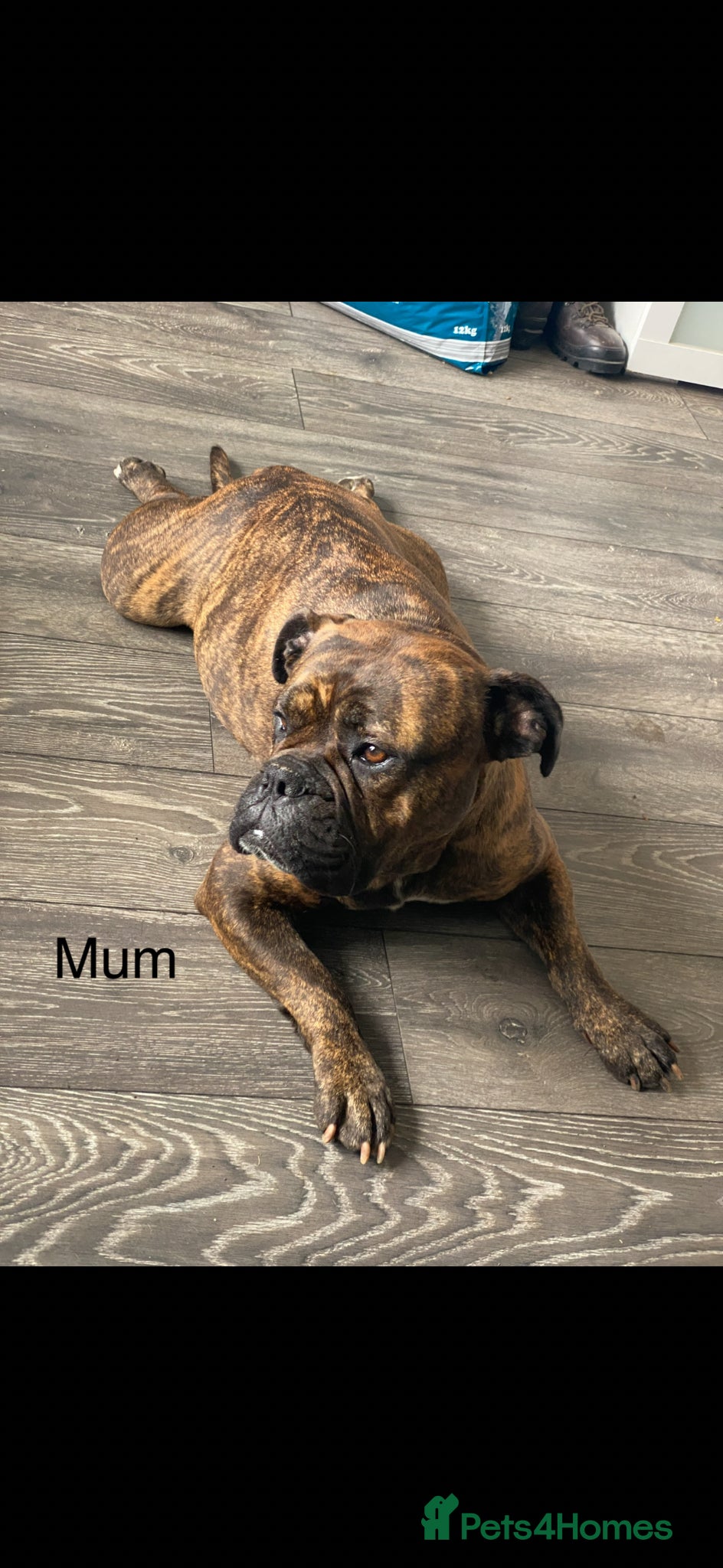 Mixed Breed dogs 2 beautiful wee puppies  - Advert 14