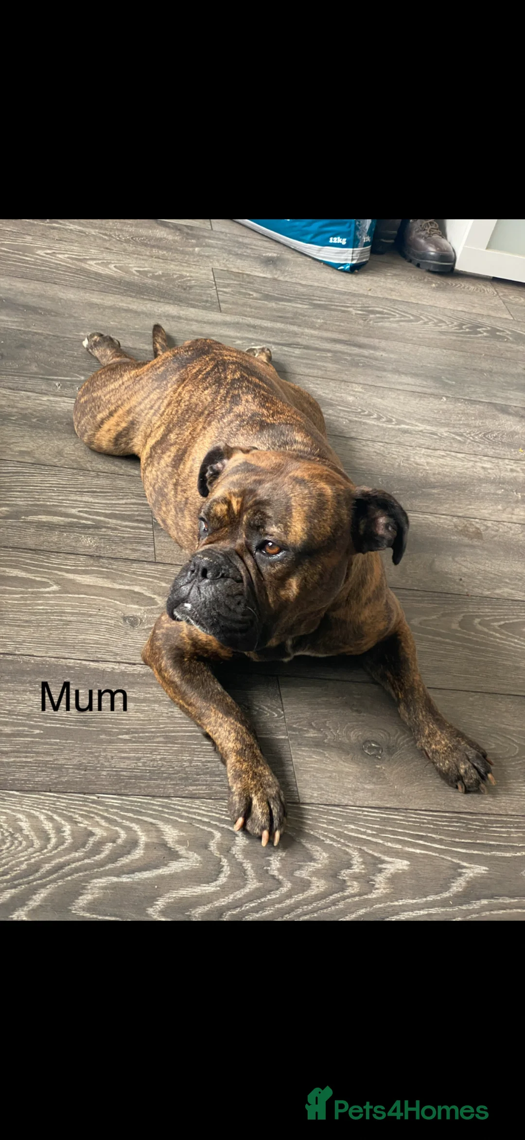 Mixed Breed dogs for sale: 2 beautiful wee puppies  - Advert 1