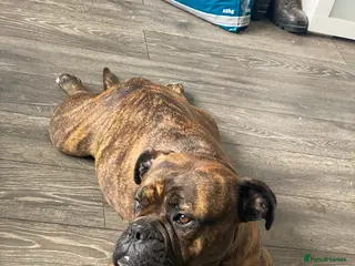 Mixed Breed dogs 2 beautiful wee puppies - Advert 1