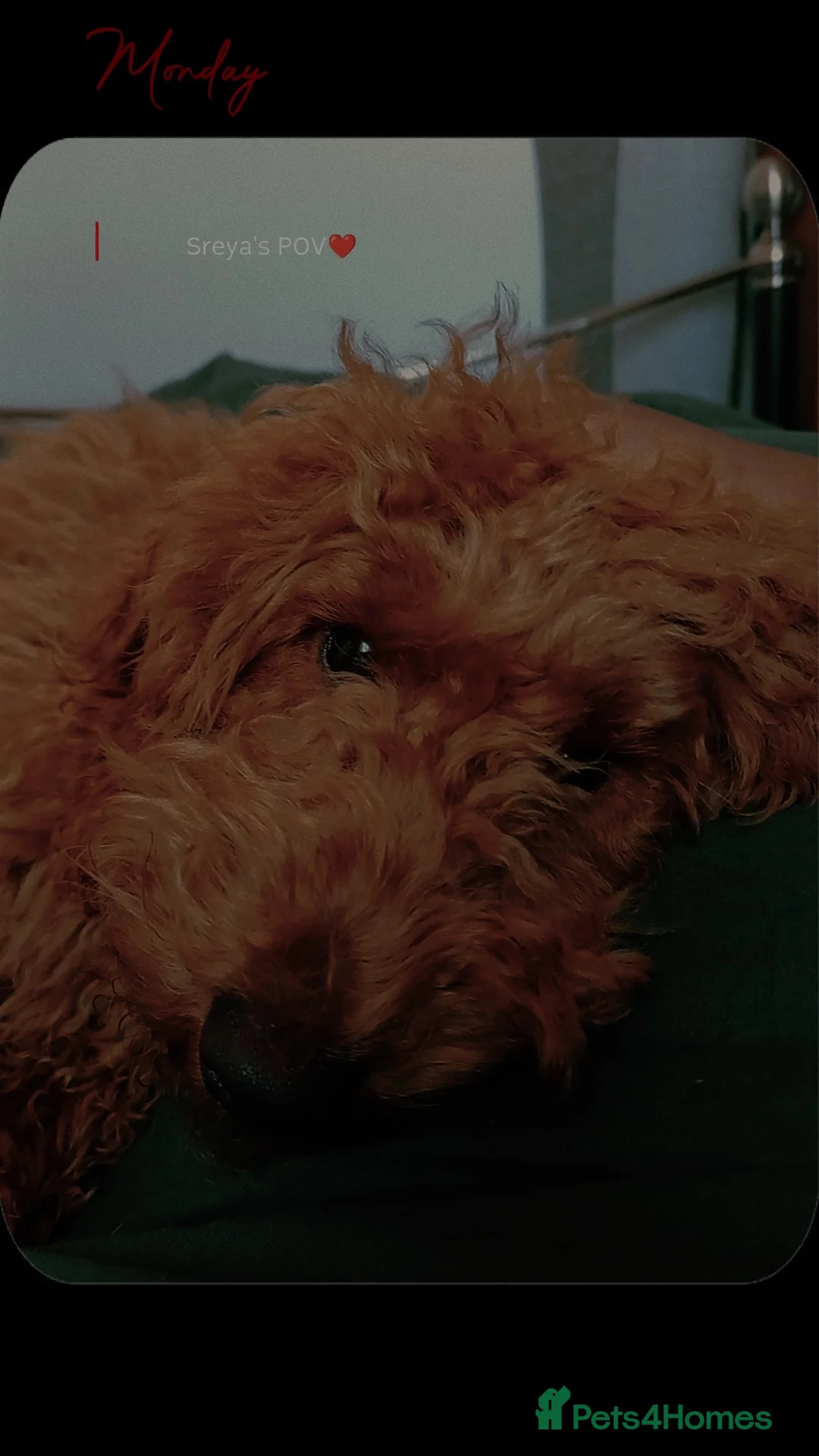 Mixed Breed dogs for sale: Jacky - Advert 5