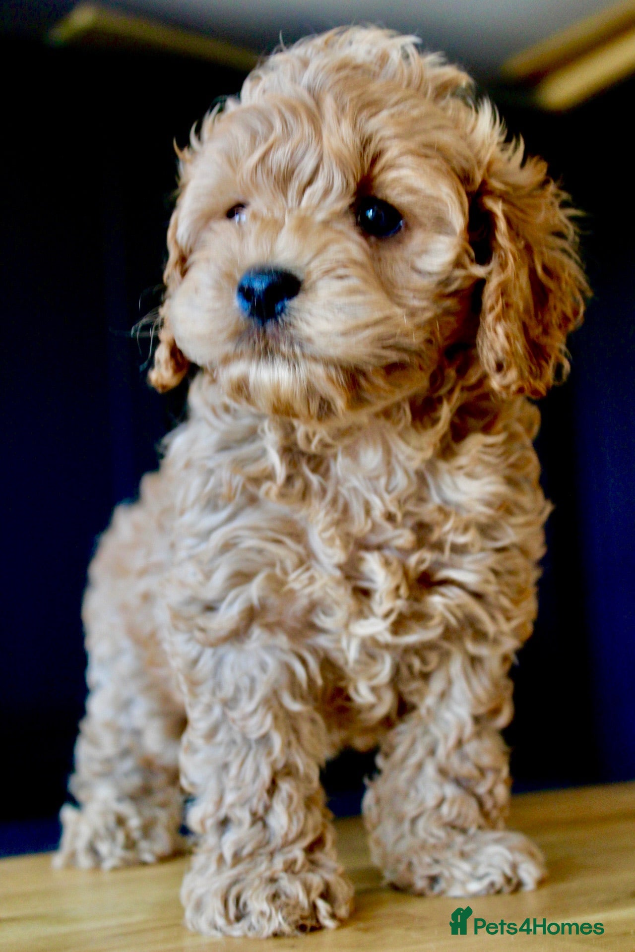 Cockapoo dogs ✨💥 Absolutly stunning Cockerpoo pups ready soon✨ - Advert 1