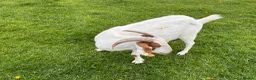 Goats livestock for sale: 2 Boer Nannie goats  - Advert 3