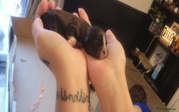 Shih Tzu dogs for sale: shih tzu puppies  - Advert 23