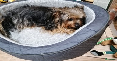 Yorkshire Terrier dogs - Advert 6