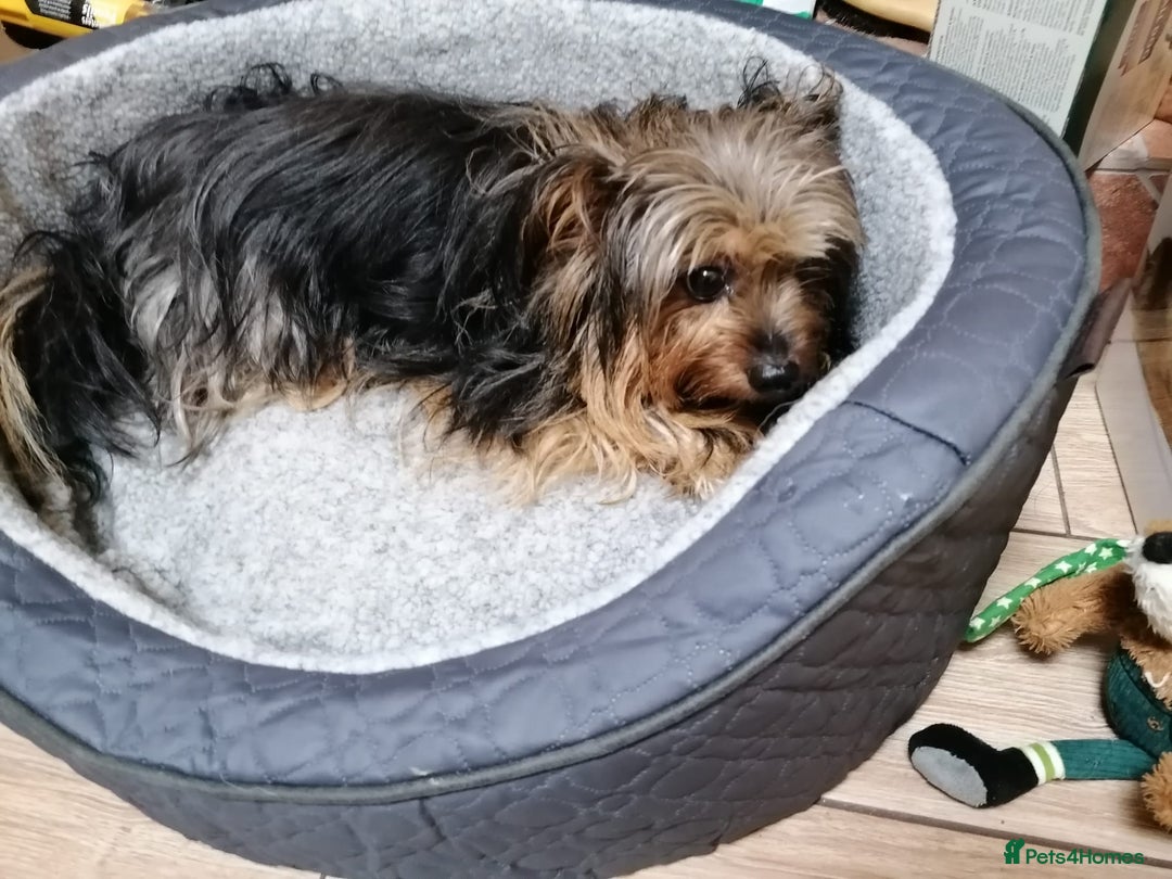 Yorkshire Terrier dogs for adoption: 💙🐶 BAILEY 🐶💙 - Image 3