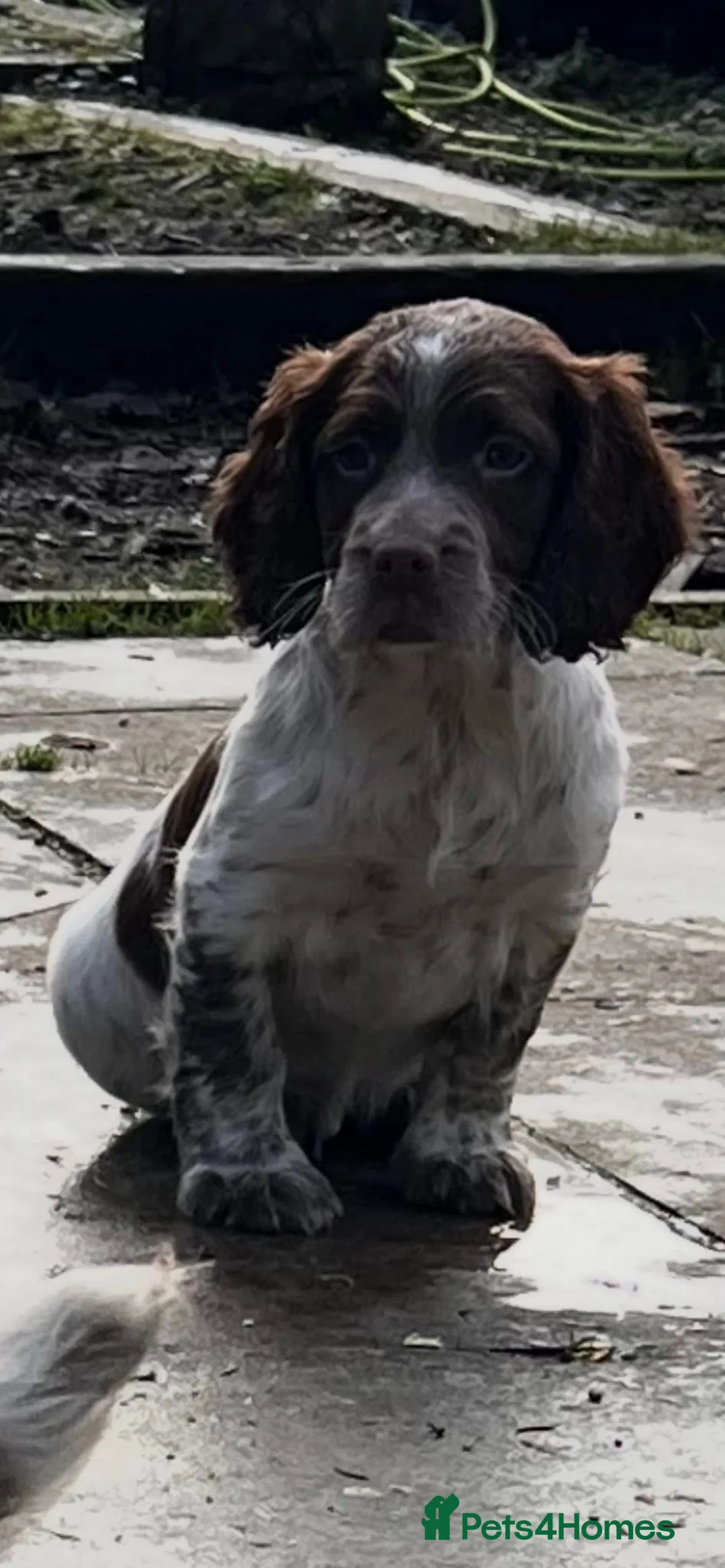 Sprocker dogs for sale: Sprocker puppies for sale  - Advert 4