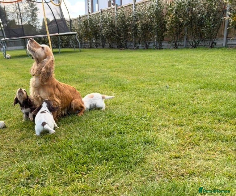 Cocker Spaniel dogs Cocker Spaniel puppies - Advert 1