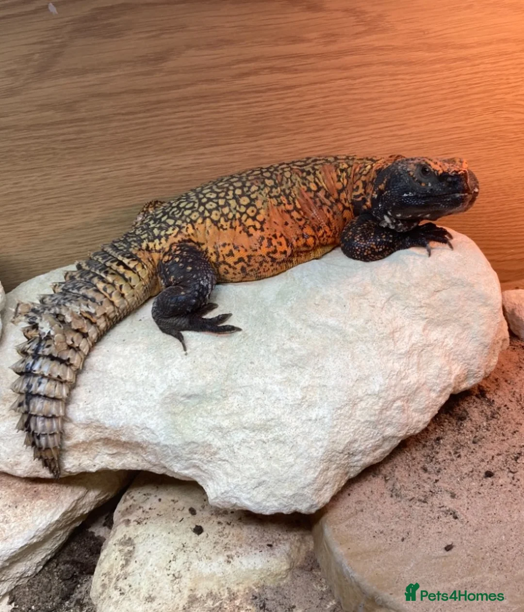 Lizard reptiles for sale: Moroccan Uromastyx babies  - Advert 5