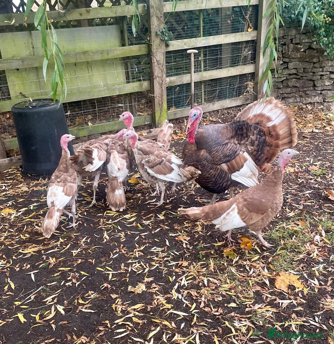 Turkeys poultry for sale: Bourbon Red turkey poults for sale  - Advert 2