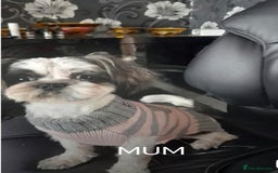 Shih Tzu dogs for sale: 2 Beautiful puppies - Image 3