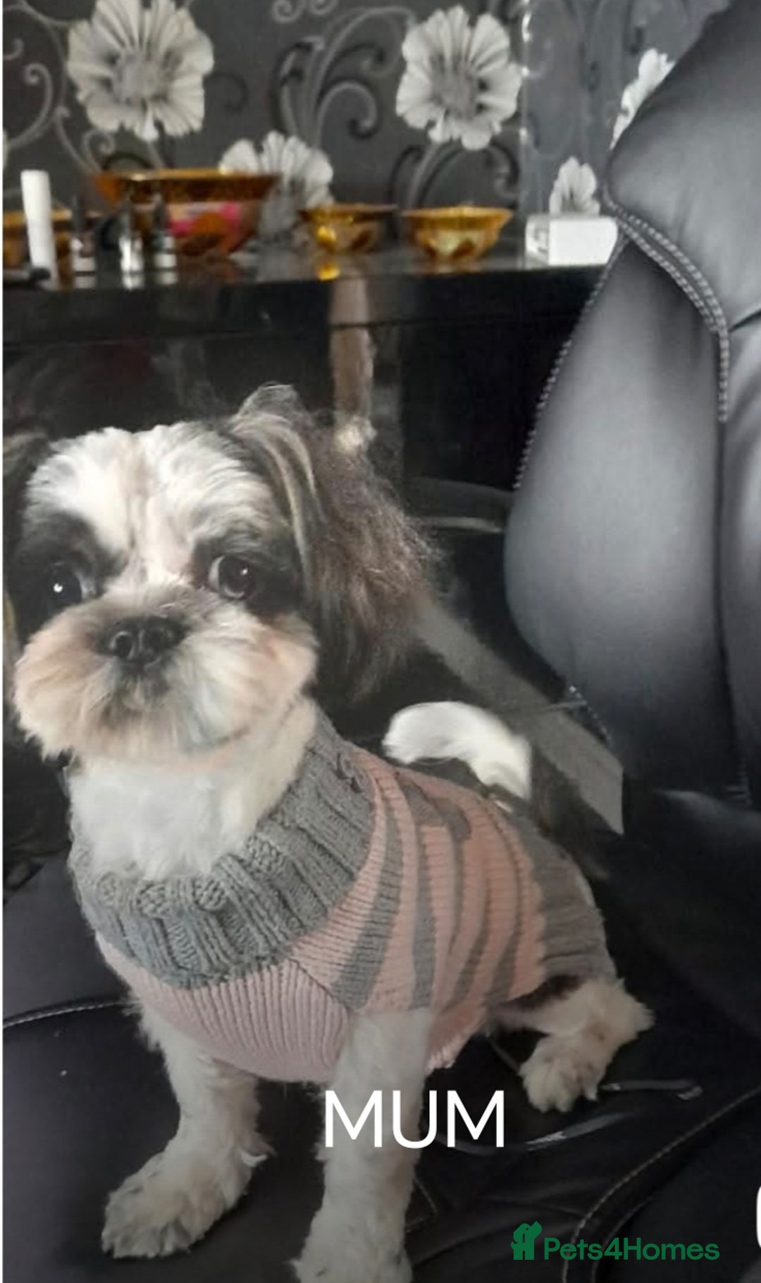 Shih Tzu dogs for sale: 2 Beautiful puppies - Image 3