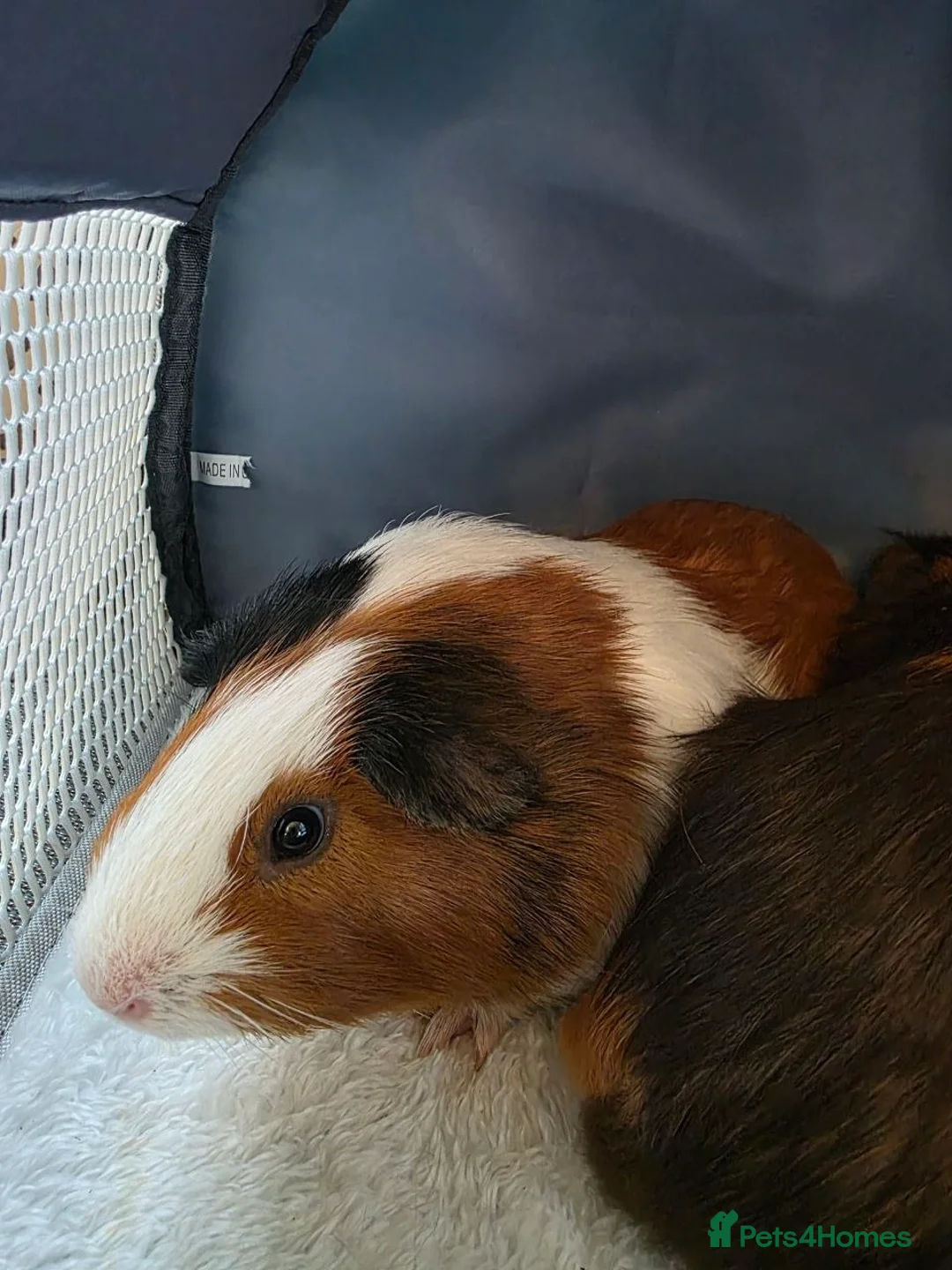 Guinea Pig rodents for sale: 2 Guinea Pig Brothers in London - Advert 2