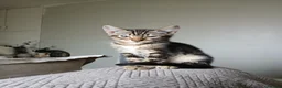 Bengal cats for sale: 3/4 Bengal Kittens - Advert 17