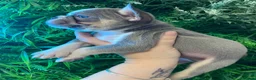 French Bulldog dogs for sale: ⭐ KC Registered Fluffy & Short Coat Frenchies ⭐  - Advert 6