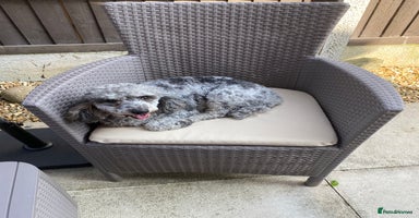 Miniature Poodle dogs - Advert 7