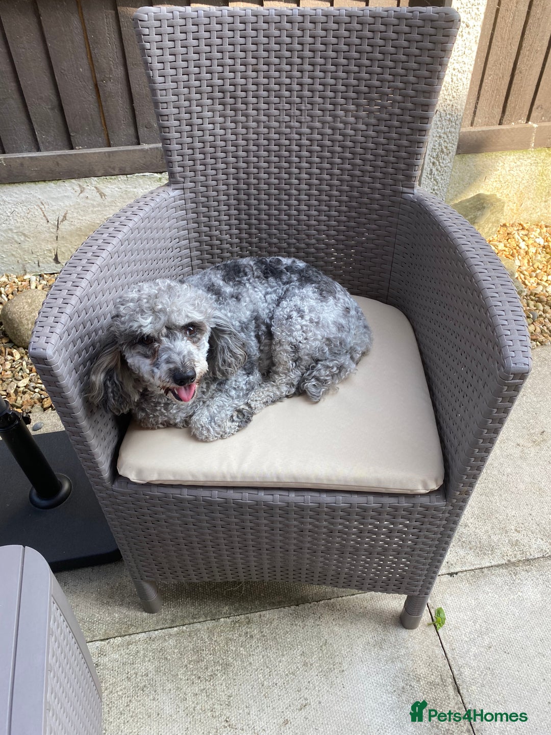 Miniature Poodle dogs for sale: Miniature poodle - Image 3