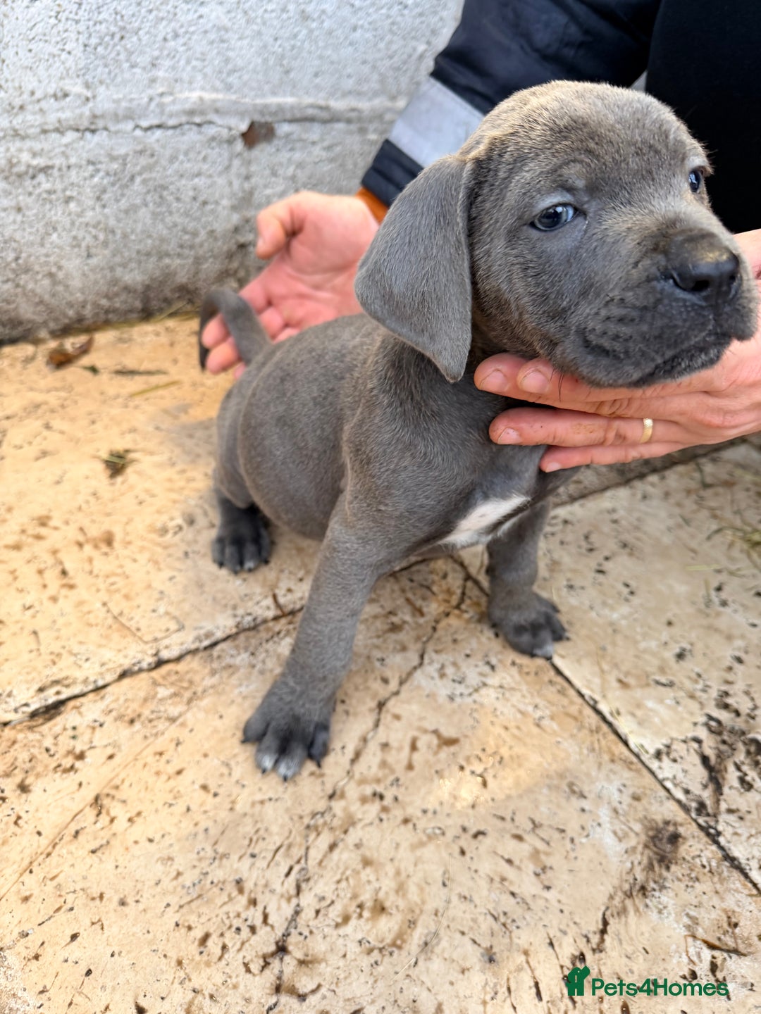 Cane Corso dogs for sale: Beautiful Cane Corso puppies available - Advert 27