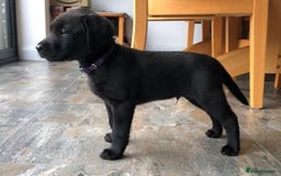 Labrador Retriever dogs for sale: Labrador Puppies for Sale - ready 28th September - Image 6