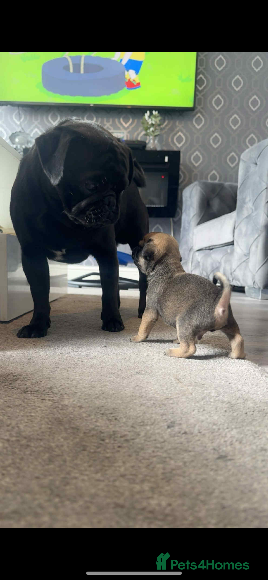 Pug dogs for sale: Pug puppies for sale  - Image 3