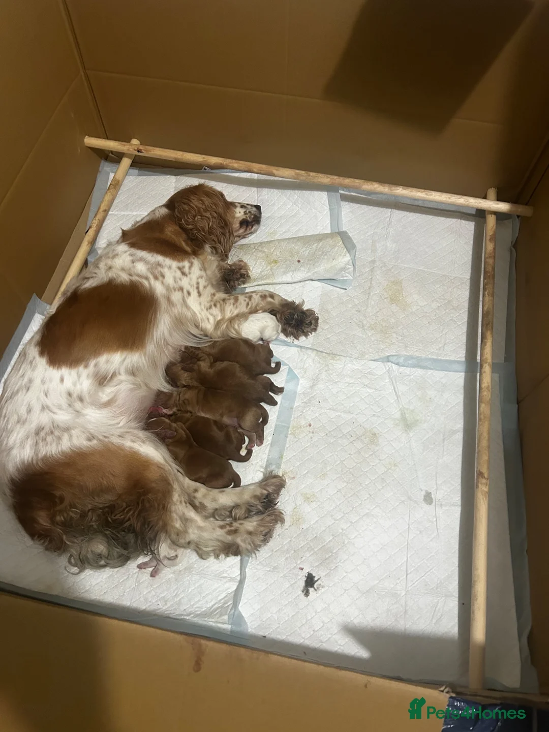 Cocker Spaniel dogs for sale: Working cocker spaniel Kc reg - Advert 9