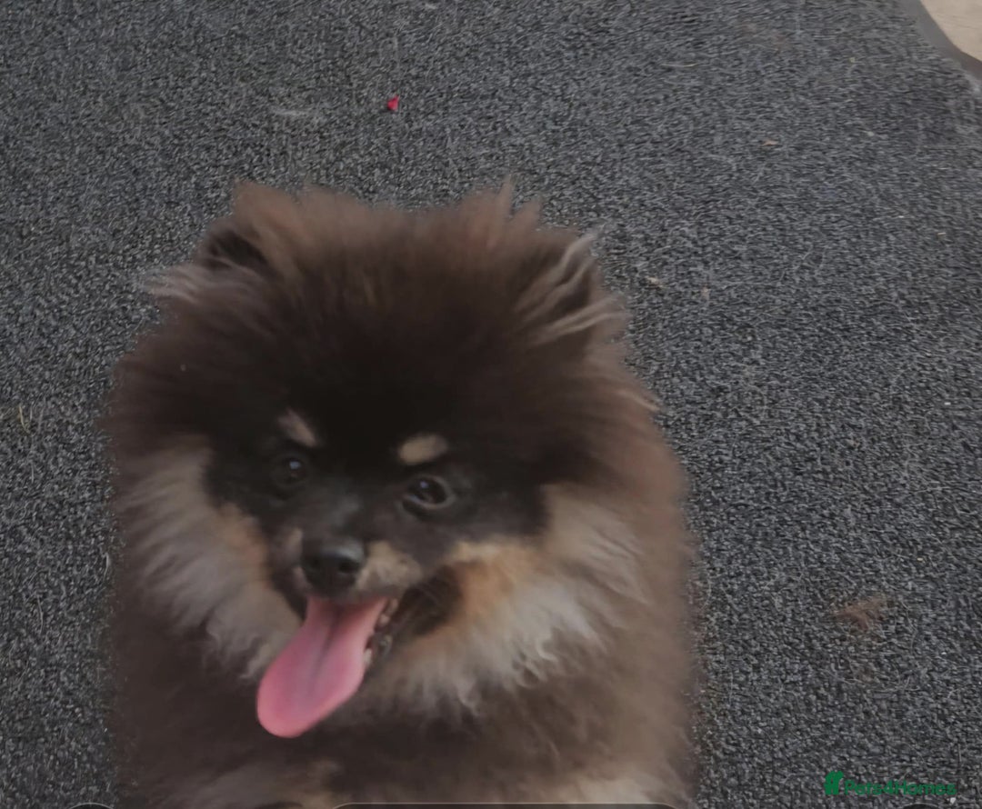 Pomeranian dogs for sale: Beautiful black and tan pomeranian puppy - Image 9