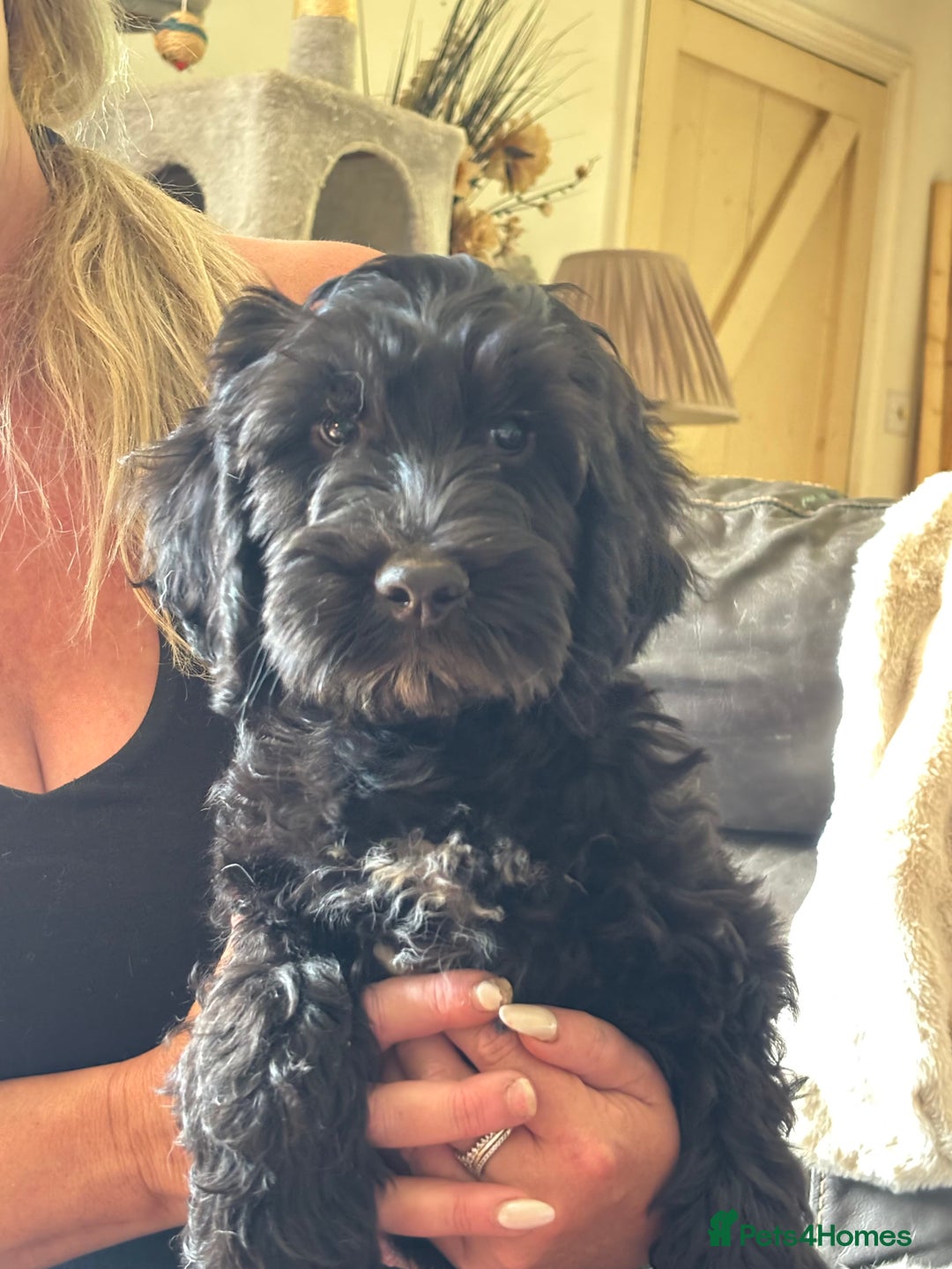 Cockapoo dogs for sale: F2 Cockapoo puppies for sale  - Image 1