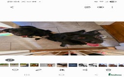 Mixed Breed dogs for sale: Hunterway x collie  - Image 4