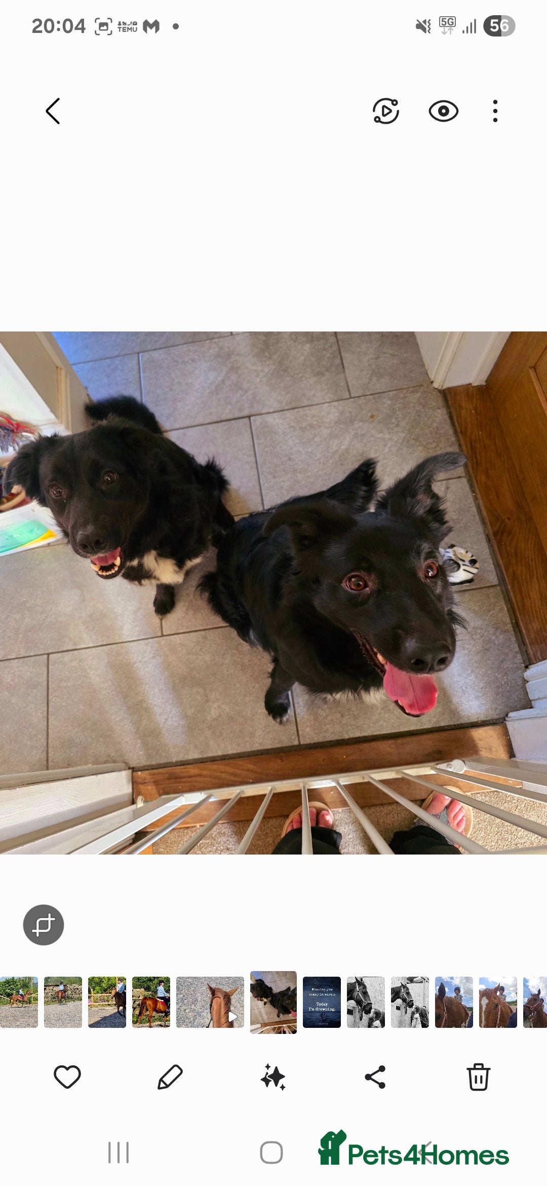 Mixed Breed dogs for sale: Hunterway x collie  - Image 4