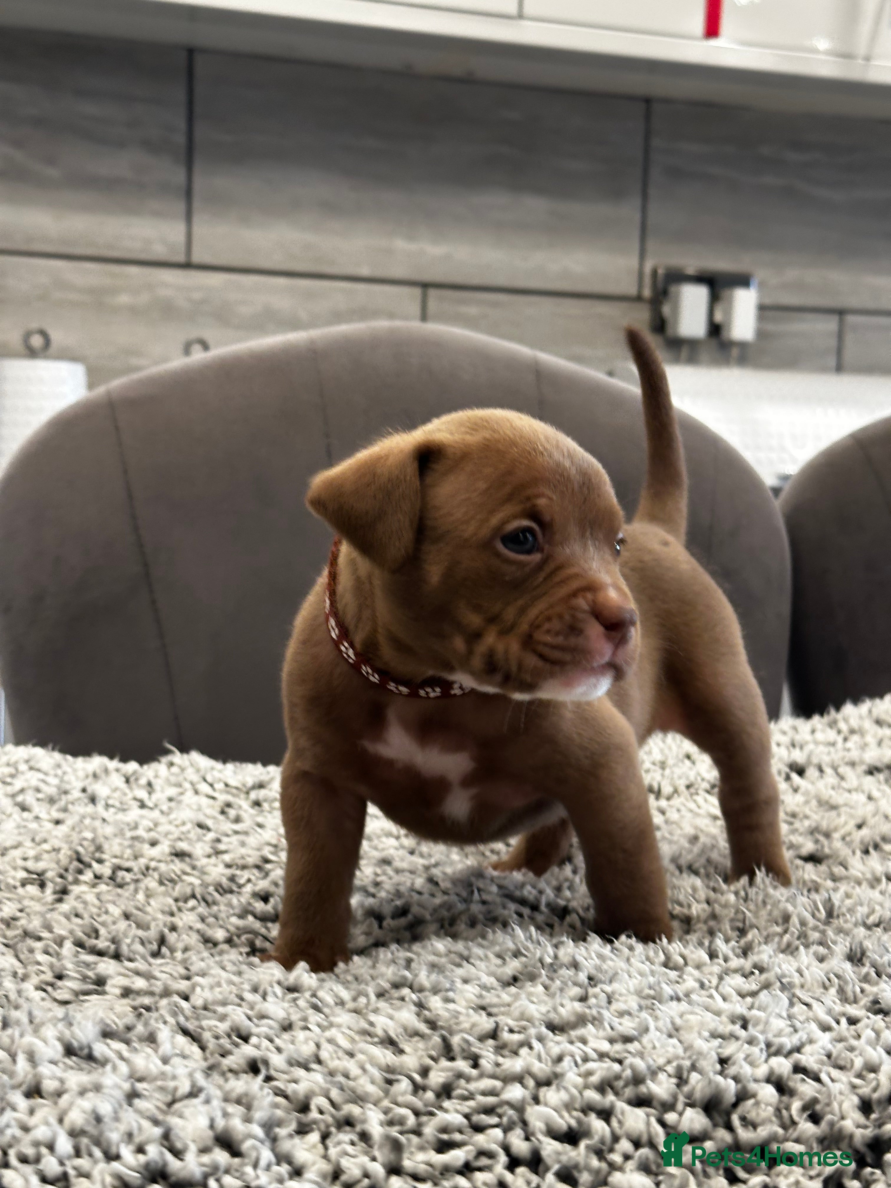 American Bully dogs ABKC POCKET/MICRO BULLY PUPPIES IMPORT BLOODLINES - Advert 3