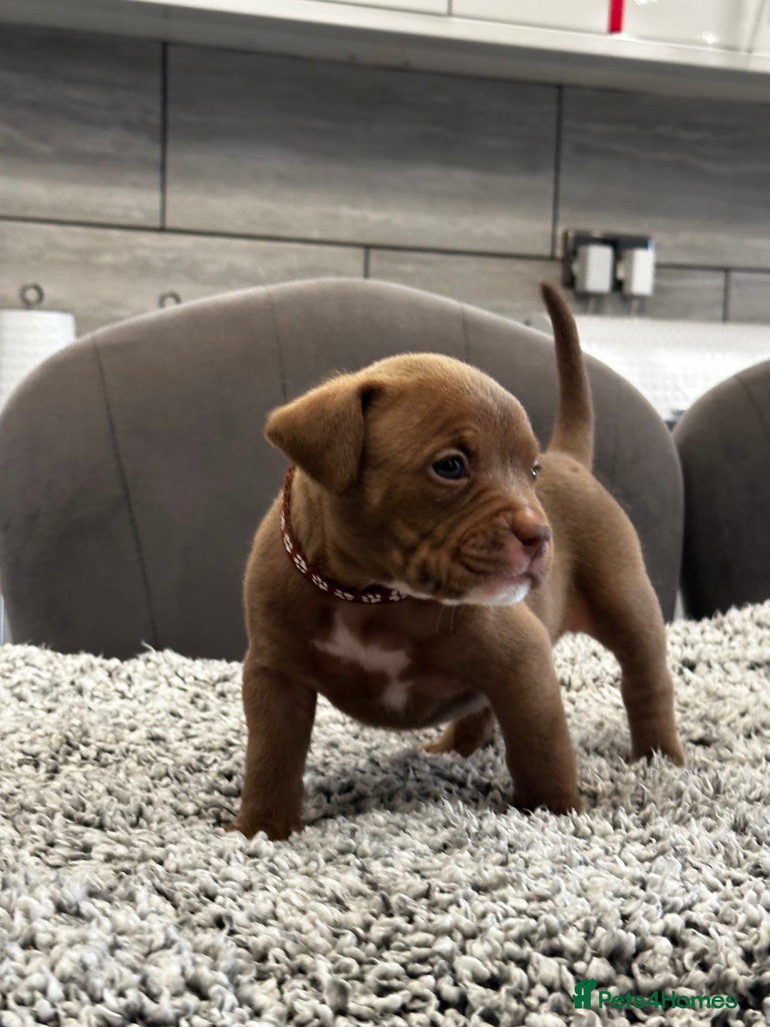 American Bully dogs for sale: ABKC POCKET/MICRO BULLY PUPPIES IMPORT BLOODLINES - Advert 1