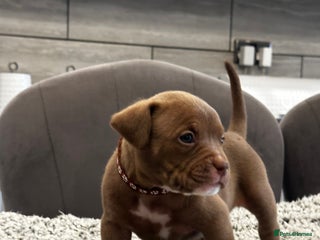 American Bully dogs Pocket Bully Puppies - Advert 6