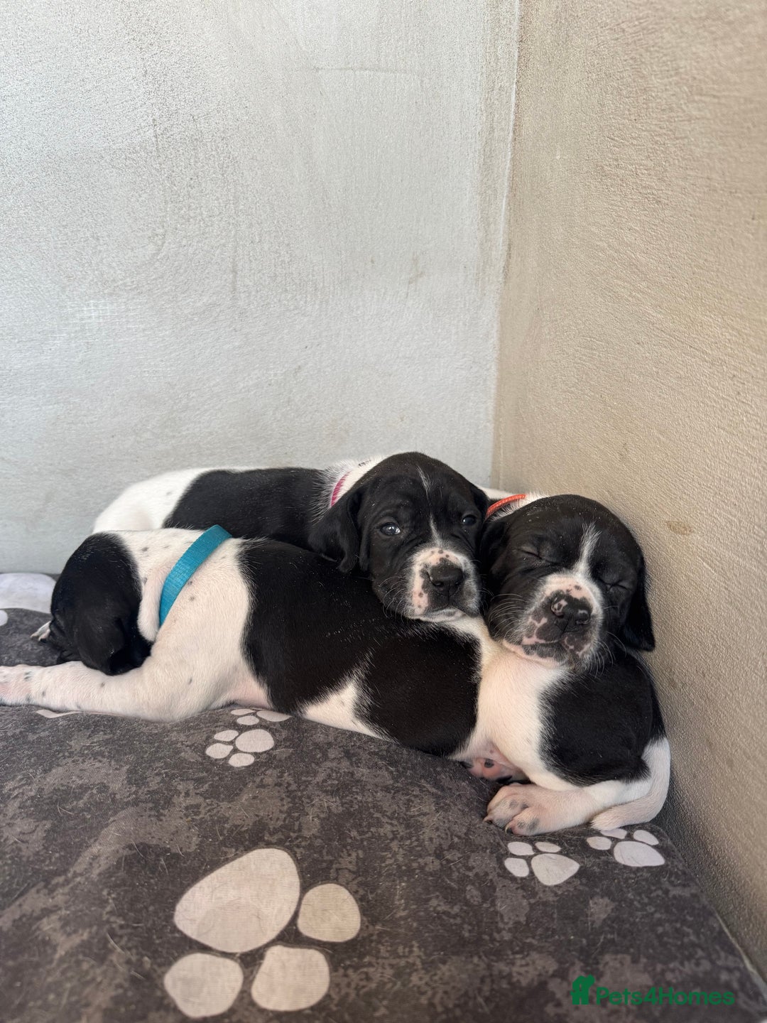Pointer dogs for sale: English pointer puppies  - Image 8