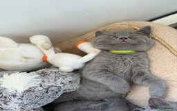 British Shorthair cats for sale: 🏡 Vaccinated Bsh kittens - GCCF parents - Image 9