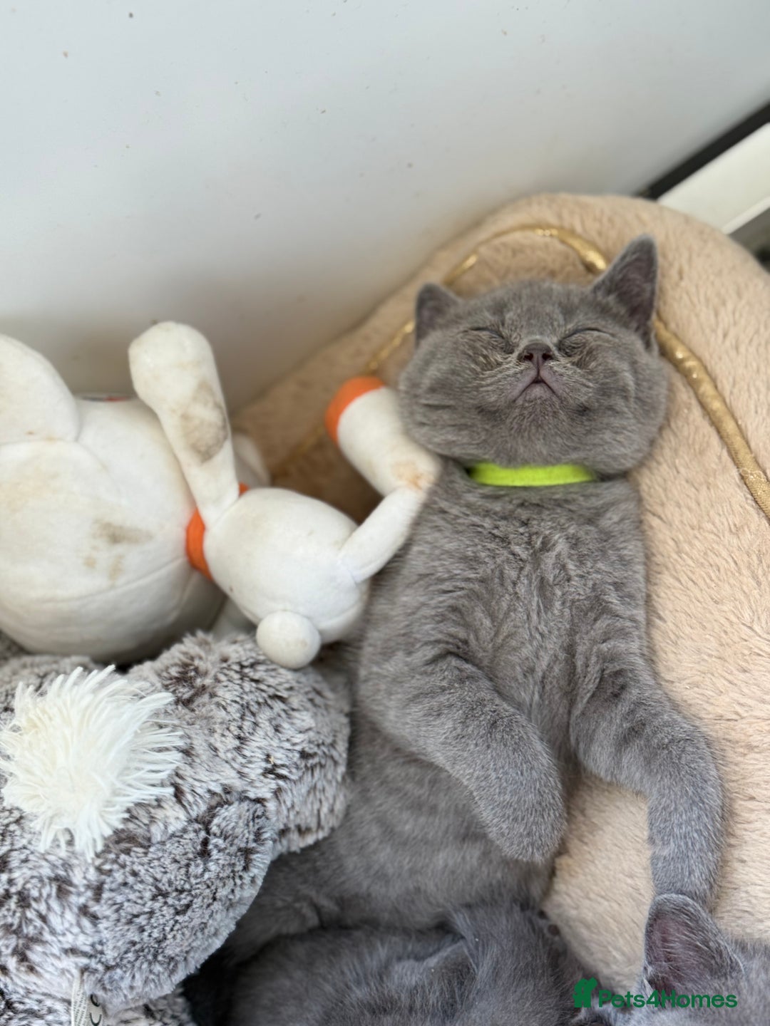 British Shorthair cats for sale: 🏡 Vaccinated Bsh kittens - GCCF parents - Image 9