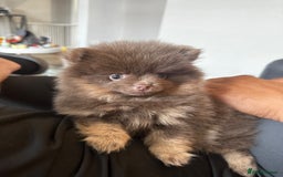 Pomeranian dogs for stud: Khabib the Pom open for stud - Image 10
